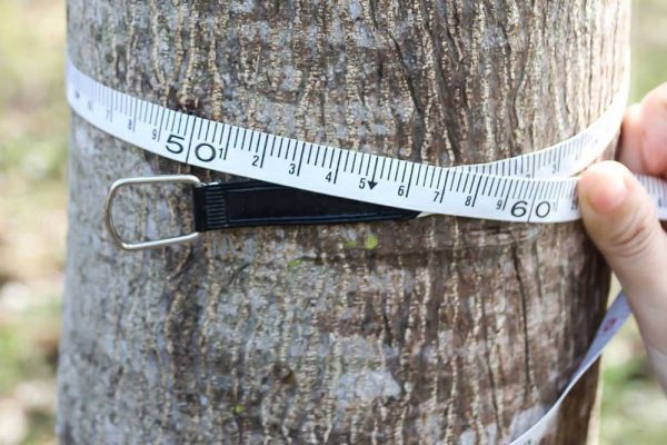 Measuring Tree Trunk